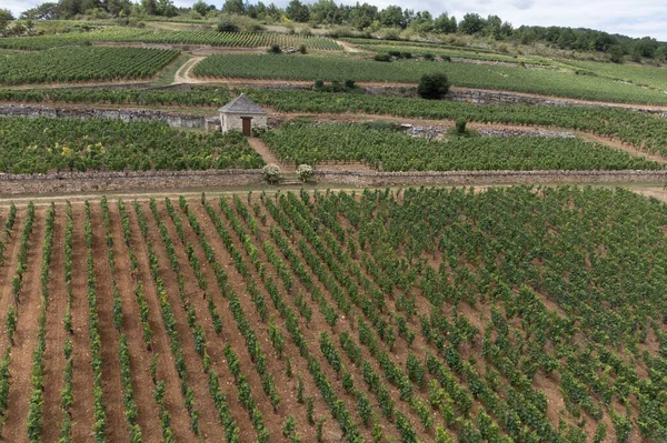 Panoramic Aerial View Green Vineyards Growing Grape Plants Production High — 图库照片