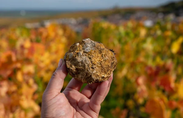 Руки Прикладом Наскельних Каменів Барвистих Гроно Шампані Pinot Noir Vineyards — стокове фото