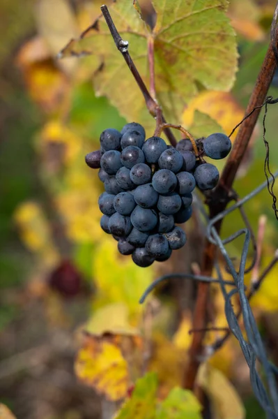 Dojrzałe Grona Winogron Winiarskich Pinot Meunier Autuimn Winnicach Szampana Miejscowości — Zdjęcie stockowe