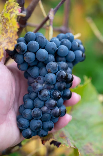 Daun Berwarna Warni Dan Kelompok Matang Anggur Meunier Pinot Autuimn — Stok Foto