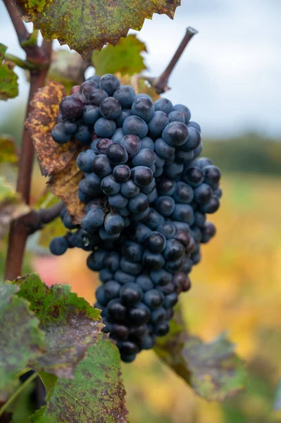 Colorful Leaves Ripe Clusters Pinot Meunier Grapes Autuimn Champagne Vineyards — Stock Photo, Image