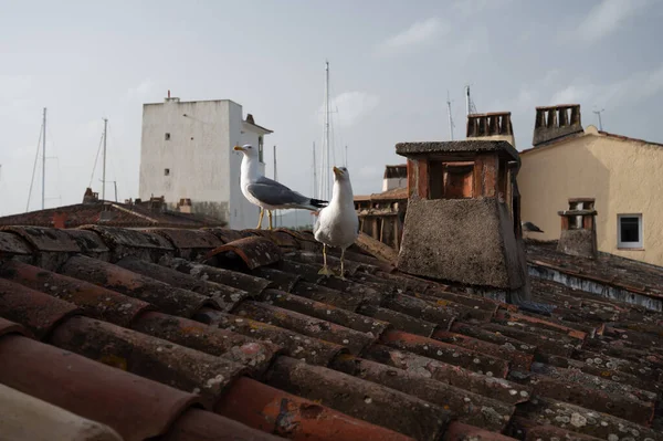 Adult white seagulls birds on old tiled roof in Provence, France