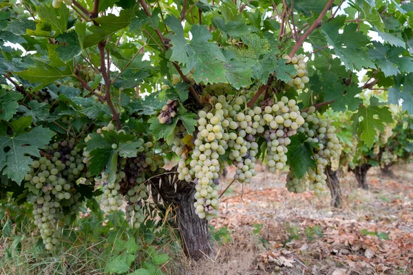 Produzione Vino Cipro Uve Bianche Mature Pronte Vendemmia — Foto Stock