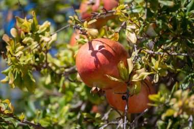 Olgunlaşmış meyvelerle dolu nar ağacı hasat etmeye hazır, meyve bahçesi.