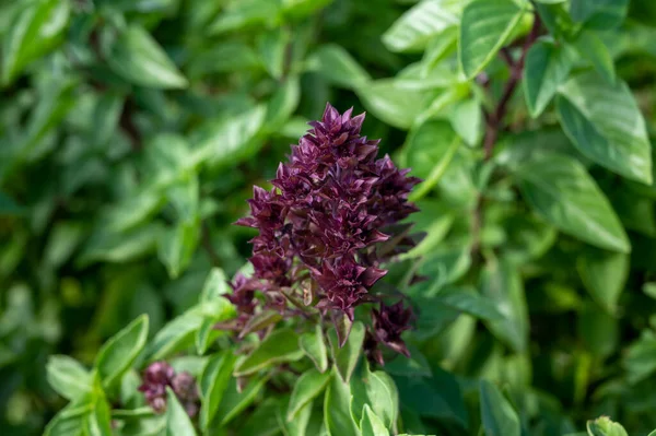 料理や薬に使われる緑の芳香のあるバジルの花 — ストック写真