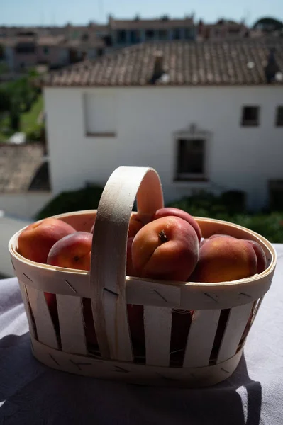 Basket with red ripe sweet apricots fruits, harvest in Vaucluse, Provence, France and view on Provencal village