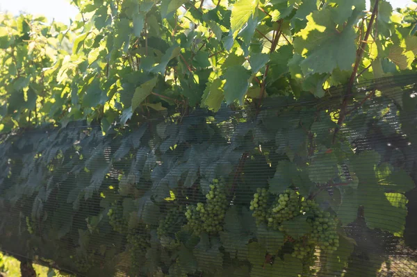 Green grapevines growing on rounded pebbles on hilly vineyards near famous winemaking ancient village Chteauneuf du Pape, Provence, France