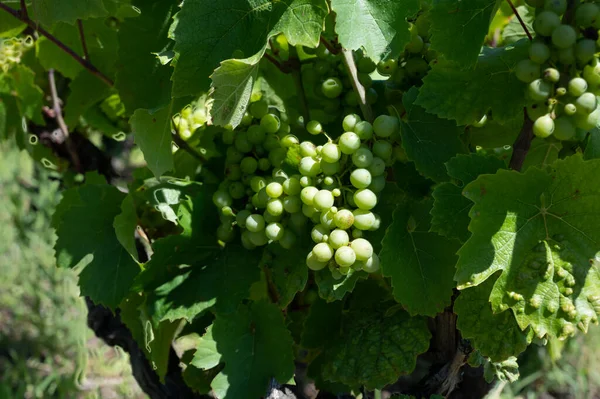 Green Grapevines Growing Rounded Pebbles Hilly Vineyards Famous Winemaking Ancient — Photo