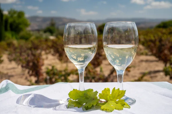 stock image Tasting of white wines on vineyards of Cyprus. Wine production on Cyprus, tourists wine route and visiting of wineries.