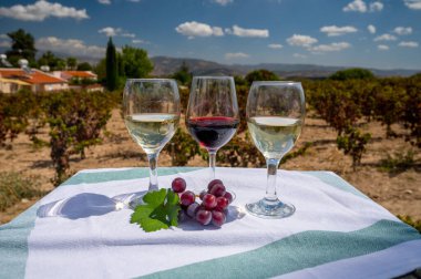 Kıbrıs üzüm bağlarında kırmızı ve beyaz şarap tatmak. Kıbrıs 'ta şarap üretimi, turistler şarap rotası ve şarap fabrikalarının ziyareti.