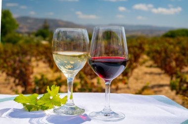 Kıbrıs üzüm bağlarında kırmızı ve beyaz şarap tatmak. Kıbrıs 'ta şarap üretimi, turistler şarap rotası ve şarap fabrikalarının ziyareti.