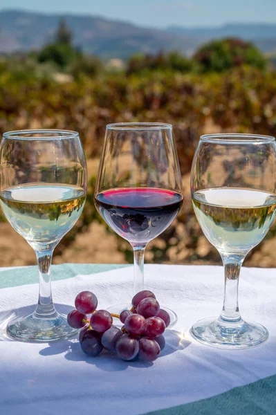 Tasting of red and white wines on vineyards of Cyprus. Wine production on Cyprus, tourists wine route and visiting of wineries.