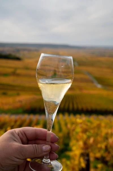カラフルな秋のピノを眺めながら ブリュットシャンパンのスパークリングワイン屋外の試飲フランス シャンパン ヴェルゼナイ近くのモンタンデランスの有名なシャンパンハウスの壮大なクルブドウ畑 — ストック写真