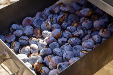 Demir ocakta kestane kızartıyorum, sonbaharda Portekiz sokak yemekleri, Lizbon, Portekiz