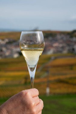 Renkli sonbahar Pinot Noir Grand Cru Vineyards 'ın Montagne de Reims' deki ünlü şampanya evlerinin manzaralı brut şampanyası Verzenay, Champagne, France