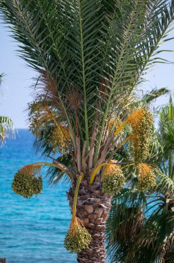 Meyveleri salkımlı, salkımlı hurma ağaçları,