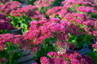 Kış çiçeği açan bahçe bitkisi, sedum süs bitkisinin pembe çiçekleri, kapat