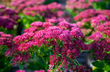 Kış çiçeği açan bahçe bitkisi, sedum süs bitkisinin pembe çiçekleri, kapat