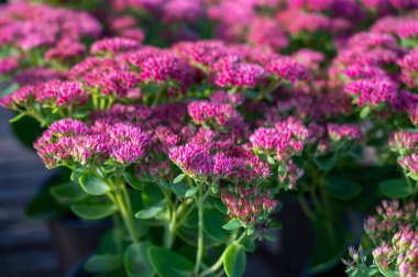 Kış çiçeği açan bahçe bitkisi, sedum süs bitkisinin pembe çiçekleri, kapat