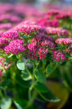 Kış çiçeği açan bahçe bitkisi, sedum süs bitkisinin pembe çiçekleri, kapat