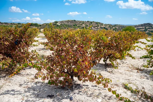 Wine production on Cyprus near Omodos, white chalk soil and rows of grape plants on vineyards with ripe red wine grapes ready for harvest