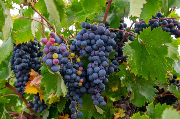 Producción Vino Chipre Uvas Vino Púrpura Negro Azul Maduras Listas — Foto de Stock