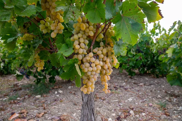 Παραγωγή Κρασιού Στην Κύπρο Ώριμα Λευκά Οινοποιήσιμα Σταφύλια Έτοιμα Για — Φωτογραφία Αρχείου