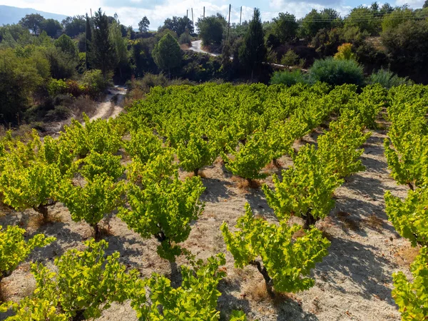 Producción Vino Chipre Cerca Omodos Hileras Plantas Uva Viñedos Con — Foto de Stock