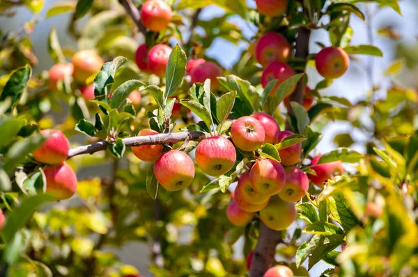 Fruitboomgaard Cyprus Met Appelbomen Met Kleine Rode Vruchten — Stockfoto