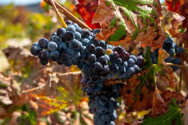 Wine Production Cyprus Ripe Blue Black Purple Wine Grapes Ready — Stock Photo, Image