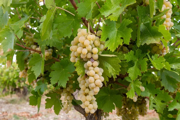 Παραγωγή Κρασιού Στην Κύπρο Ώριμα Λευκά Οινοποιήσιμα Σταφύλια Έτοιμα Για — Φωτογραφία Αρχείου