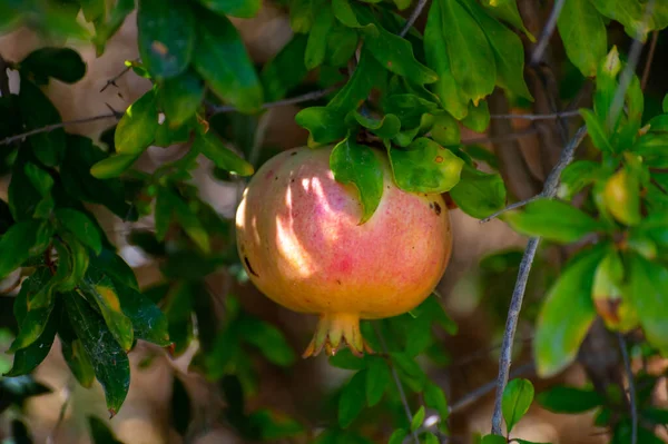 Árbol Granada Con Frutas Maduras Dulces Listas Para Cosechar Huerto — Foto de Stock
