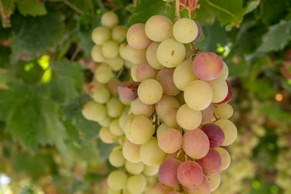Кучки Рожевого Дозрілого Винограду Звисають Перголи Саду Кіпрі Здорова Їжа — стокове фото