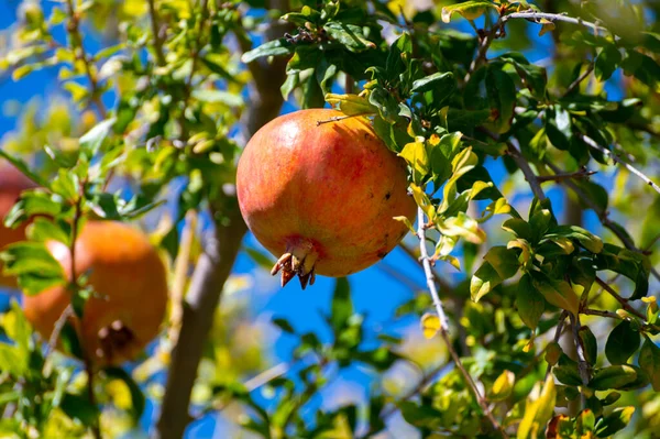 stock image Pomegranate tree with sweet ripe fruits ready to harvest, fruit orchard