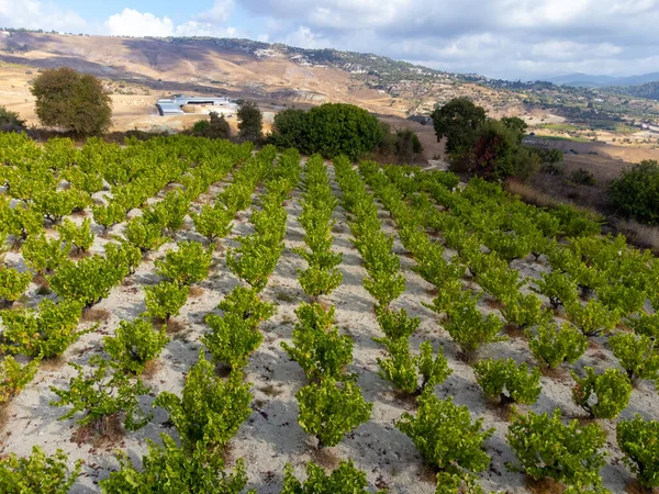 Výroba Vína Kypru Omodosu Řady Hroznů Vinicích Zralými Bílými Vinnými — Stock fotografie