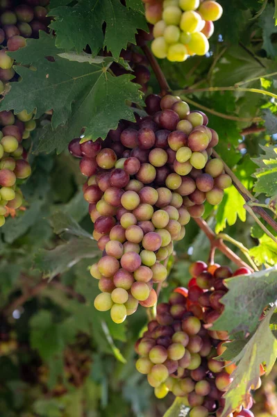 Grona Różowo Dojrzewających Winogron Stołowych Zwisających Pergoli Ogrodzie Cyprze Zdrowa — Zdjęcie stockowe