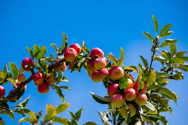 Ovocný Sad Kypru Jabloněmi Drobným Červeným Ovocem — Stock fotografie