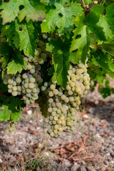 Produkcja Wina Cyprze Dojrzałe Winogrona Białe Gotowe Zbioru — Zdjęcie stockowe