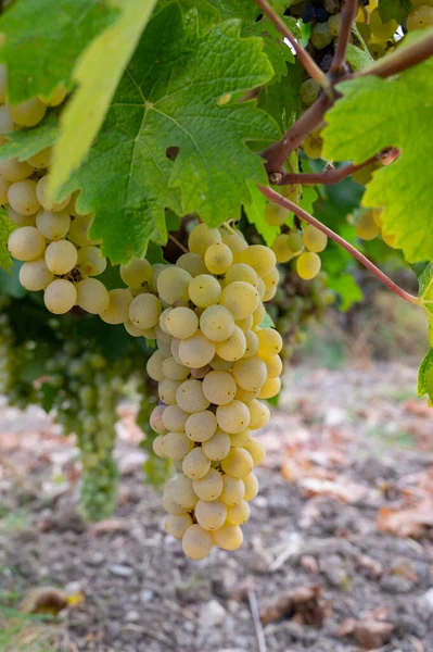 塞浦路斯的葡萄酒产量 成熟的白葡萄酒准备收割 — 图库照片
