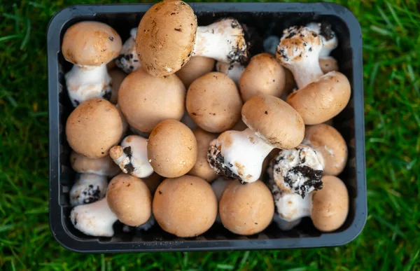 Harvest High Quality Organic Brown Champignon Mushrooms Growing Caves Close — Stock Photo, Image