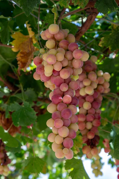 Grona Różowo Dojrzewających Winogron Stołowych Zwisających Pergoli Ogrodzie Cyprze Zdrowa — Zdjęcie stockowe