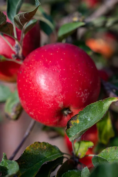 Μεγάλα Ώριμα Γλυκά Κόκκινα Μήλα Που Κρέμονται Στο Δέντρο Οπωροφόρο — Φωτογραφία Αρχείου