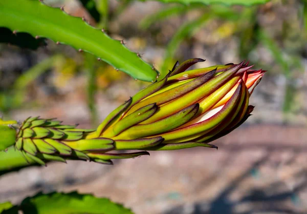 Sárkánygyümölcs Kaktusz Növények Ültetése Paphos Virág Gyümölcs Közelében Ciprus — Stock Fotó