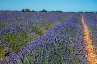 Yaz mevsiminde Valensole platosunda çiçek açan lavanta tarlaları. Alpes de Haute Provence, PACA Bölgesi, Fransa