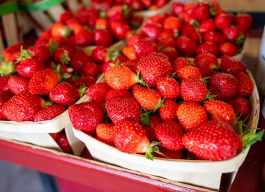 Bir sepet Fransız kırmızı olgun çilek Manon des Fraises, Fragaria anananassa Provence 'de toplandı, Fransa' da yaz mevsimi