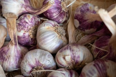 Yeni organik aromatik sarımsak hasadı Piolenc köyü, Vaucluse, Provence, Fransa