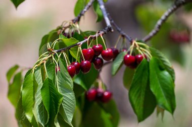 Haziran 'da Fransa' nın Luberon kentindeki Venasque köyü yakınlarında meyve bahçesindeki kiraz ağacında asılı duran taze vişne meyveleri.