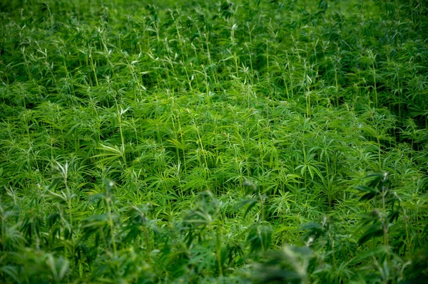 Grüner Hintergrund Der Blätter Hanfpflanzen Freien Frankreich Cannabis Beginn Der — Stockfoto