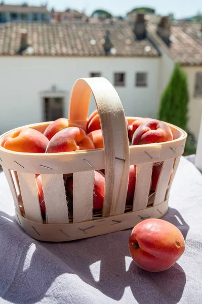 Basket with red ripe sweet apricots fruits, harvest in Vaucluse, Provence, France and view on Provencal village
