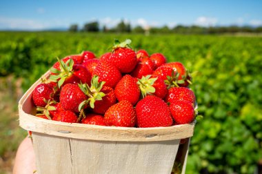 Fransız kırmızı olgun çilek kutusu Manon des Fraises, Fragaria anananassa Provence 'de toplandı, Fransa' da yaz mevsimi